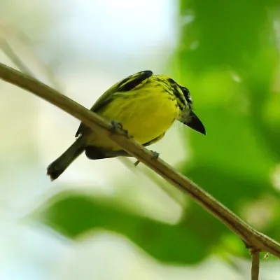 File:Todirostrum chrysocrotaphum - Yellow-browed Tody-Flycatcher.JPG