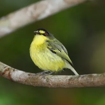 File:Todirostrum poliocephalum - Yellow-lored Tody-Flycatcher.JPG
