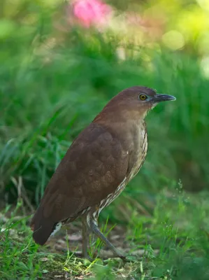 File:Japanese night heron (Gorsachius goisagi).jpg