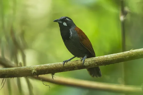 File:Black-throated babbler (Stachyris nigricollis).jpg