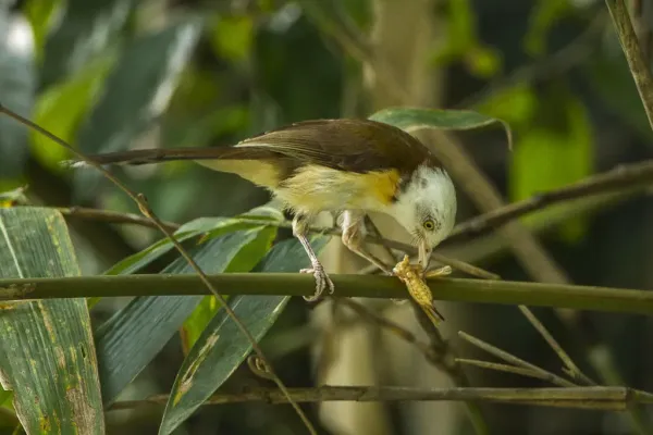 File:Collared babbler (Gampsorhynchus torquatus).jpg
