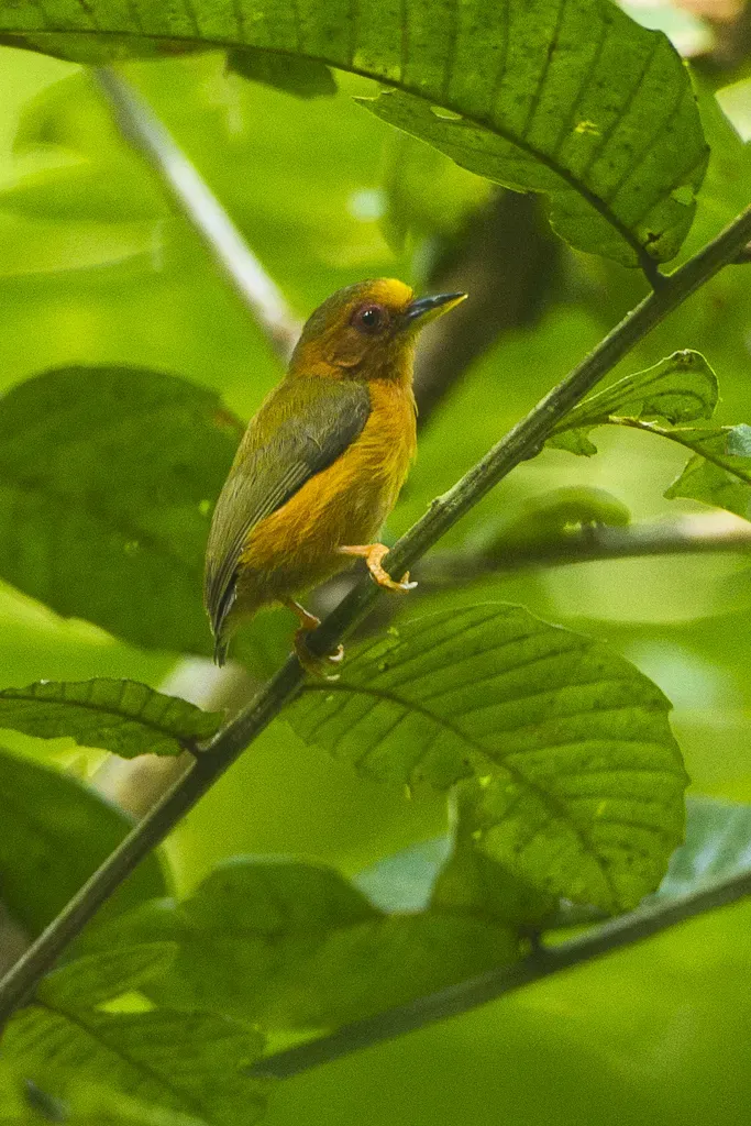 File:Rufous piculet (Sasia abnormis).jpg