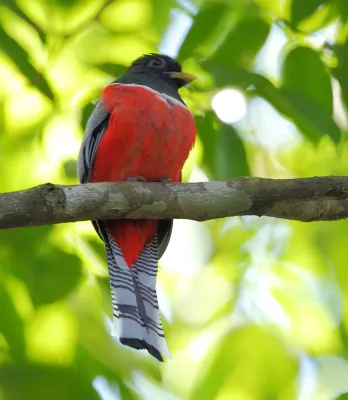 File:Trogon collaris - Collared Trogon.JPG