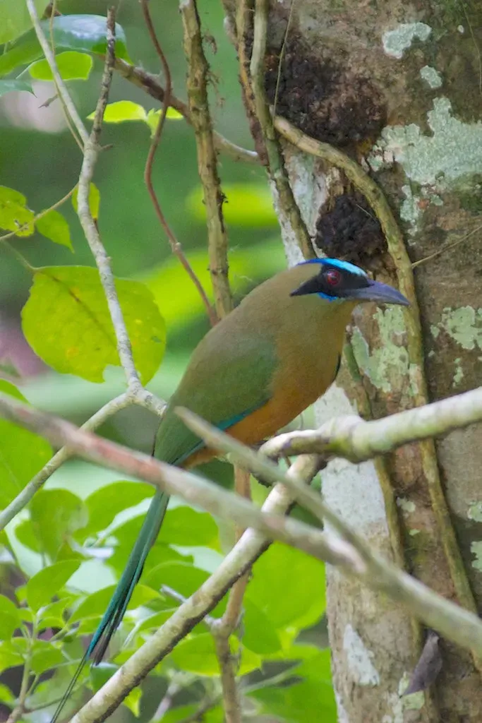 File:Momotus subrufescens, Panama 1.jpg