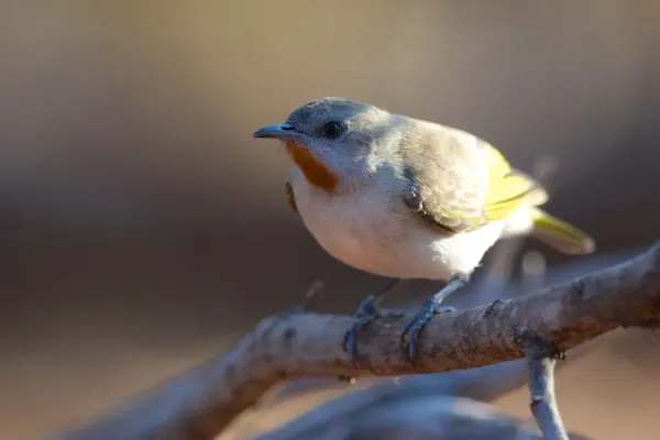 File:Conopophila rufogularis - Rufous-throated Honeyeater.jpg