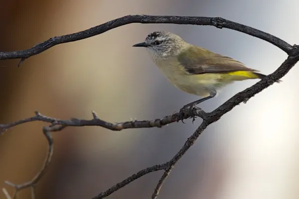 File:Acanthiza chrysorrhoa - Yellow-rumped Thornbill.jpg