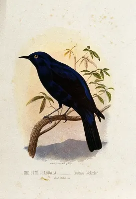 File:A blue grandala bird (Grandala coelicolor). Colour lithograp Wellcome V0022176ER.jpg
