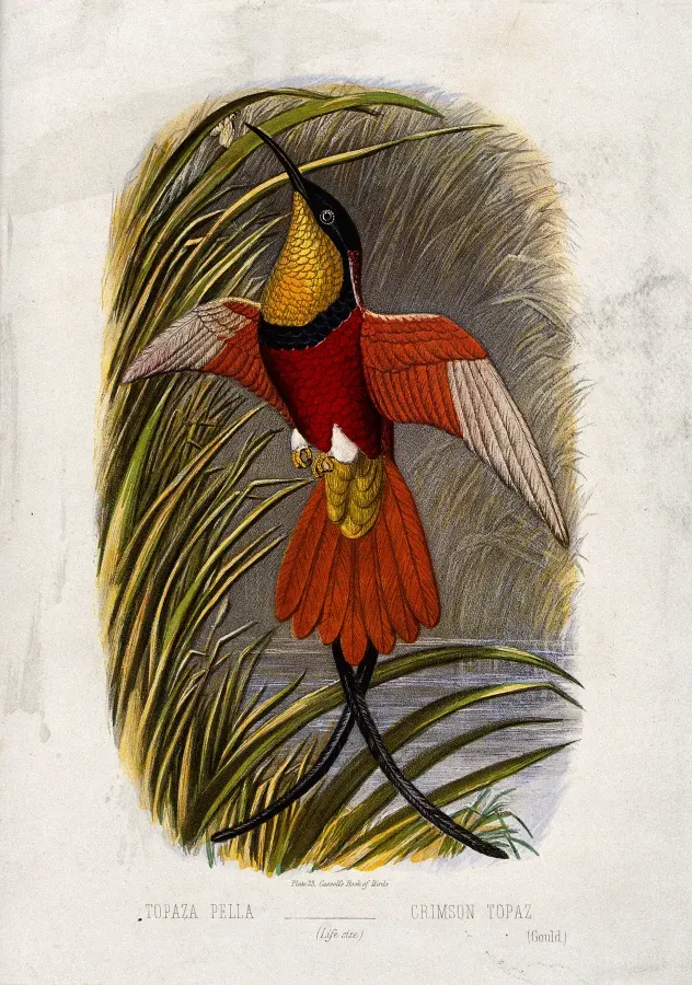 File:A crimson topaz bird (Topaza pella). Colour lithograph, ca. Wellcome V0022183.jpg