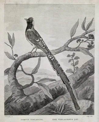 File:A long-tailed bird; the violaceous jay (Corvus violaceus). E Wellcome V0022312.jpg