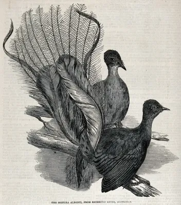 File:Two Lyre birds, or Menura Alberti birds, perching on a branc Wellcome V0022317.jpg