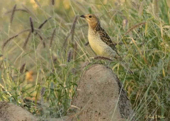 File:Spotted Bowerbird - Chlamydera maculata.jpg