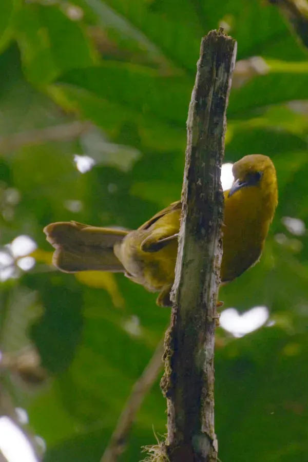 File:Malia grata(2).JPG
