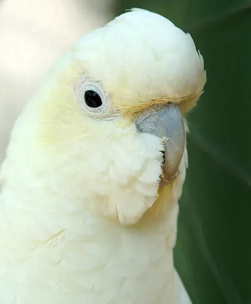 File:Cacatua-haematuropygia.jpg
