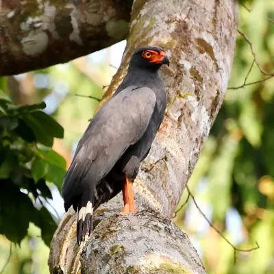 File:Buteogallus schistaceus - Slate-coloured Hawk (male).JPG