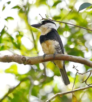 File:Notharchus macrorhynchos - Guianan Puffbird.JPG
