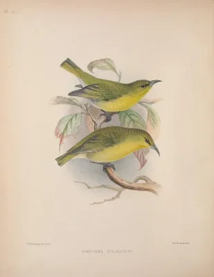 File:Chlorodrepanis stejnegeri AvesHawaiienses00Wils 0086.jpg