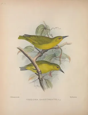 File:Viridonia sagittirostris AvesHawaiienses00Wils 0106.jpg