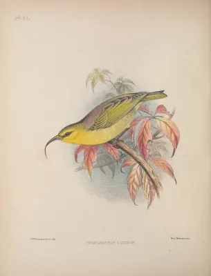 File:Hemignathus lucidus AvesHawaiienses00Wils 0172.jpg