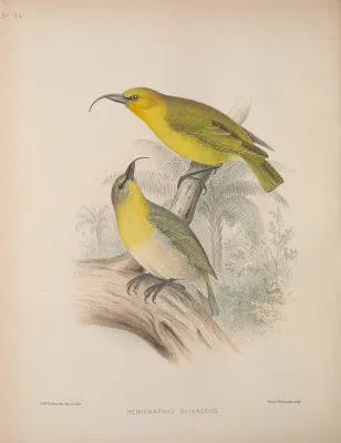File:Hemignathus lucidus AvesHawaiienses00Wils 0176.jpg
