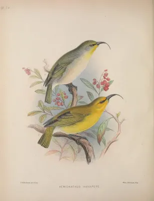 File:Hemignathus hanapepe AvesHawaiienses00Wils 0186.jpg