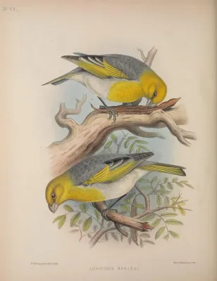 File:Loxioides bailleui AvesHawaiienses00Wils 0200.jpg