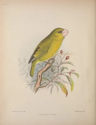 File:Chloridops kona AvesHawaiienses00Wils 0212.jpg