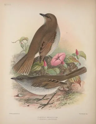 File:Myadestes myadestinus AvesHawaiienses00Wils 0244.jpg