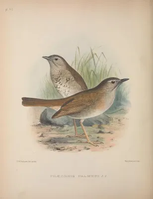 File:Myadestes palmeri AvesHawaiienses00Wils 0254.jpg