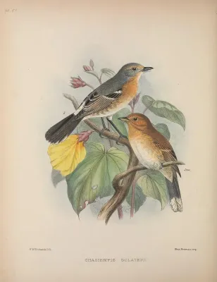 File:Chasiempis sclateri AvesHawaiienses00Wils 0268.jpg