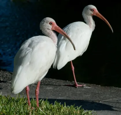 File:Eudocimus albus molt.jpg