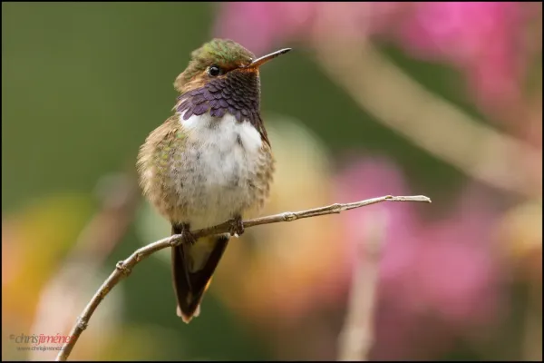 File:Volcano Hummingbird (Selasphorus flammula) landing.jpg