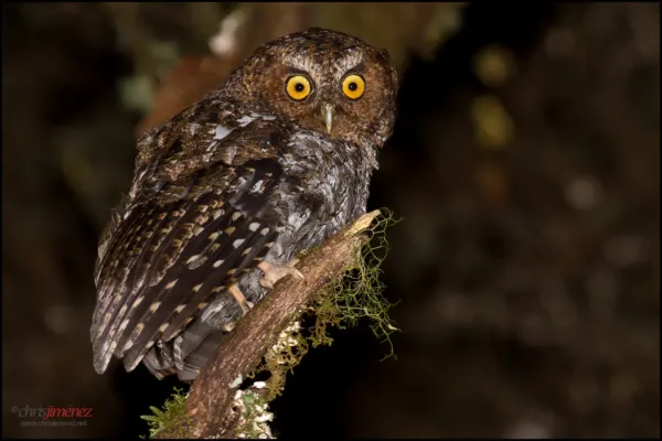 File:Bare-shanked Screech-Owl (Megascops clarkii).jpg