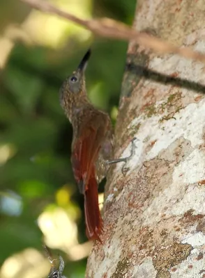 File:Xiphorhynchus pardalotus - Chestnut-rumped woodcreeper.jpg