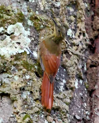 File:Deconychura longicauda - Long-tailed Woodcreeper.JPG