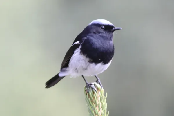 File:Phoenicurus coeruleocephala, male, Tien Shan Observatory.jpg