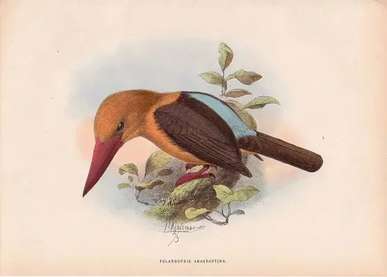 File:Pelargopsis amauroptera.jpg