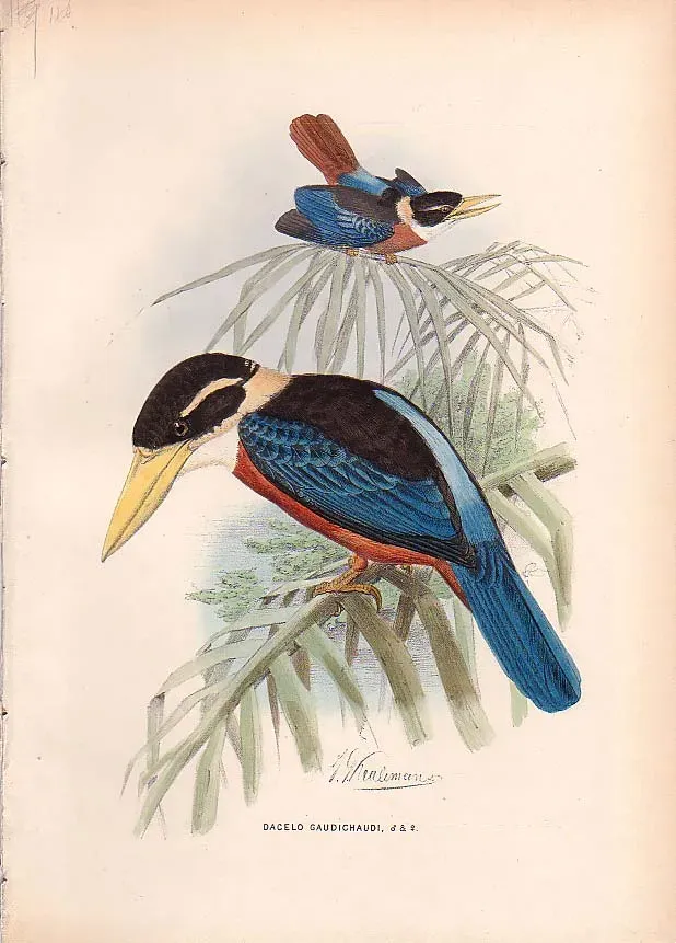 File:Dacelo gaudichaud.jpg