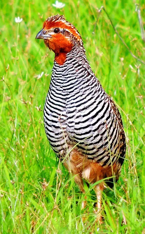 File:Jungle Bush Quail (Perdicula asiatica) Photograph By Shantanu Kuveskar.jpg