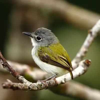 File:Myiornis ecaudatus - Short-tailed Pigmy-Tyrant (Manaus).jpg