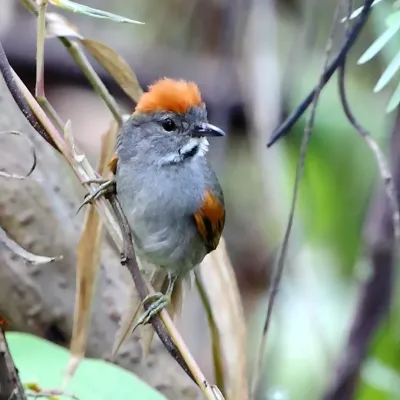 File:Synallaxis albigularis - Dark-breasted Spinetail.JPG