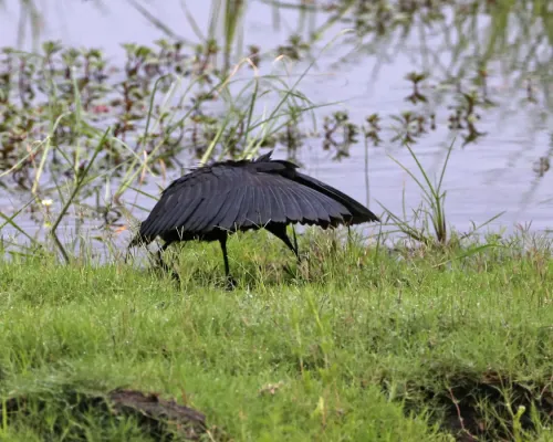 File:Black Heron (Egretta ardesiaca) 1.jpg