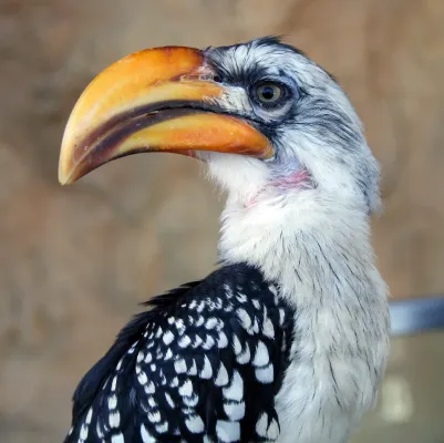 File:Tockus flavirostris 2008a.jpg