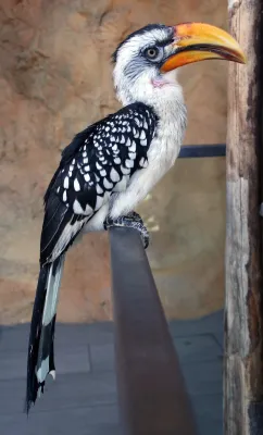 File:Tockus flavirostris 2008b.jpg