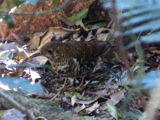 File:Bassian Thrush. Zoothera lunulata (15618486918).jpg
