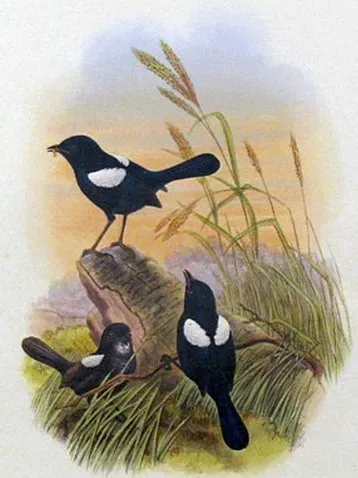 File:Malurus alboscapulatus.jpg