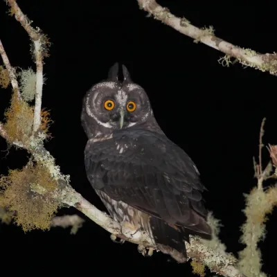 File:Asio stygius - Stygian Owl.JPG