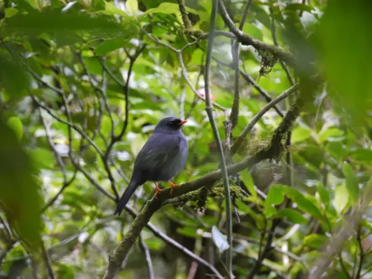 File:Myadestes melanops, Costa Rica.jpg