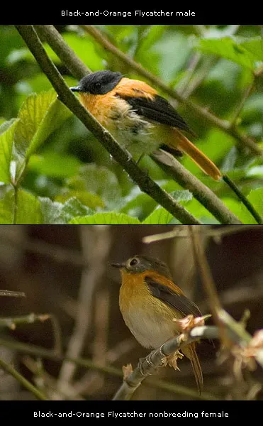 File:Ficedula nigrorufa collage.jpg