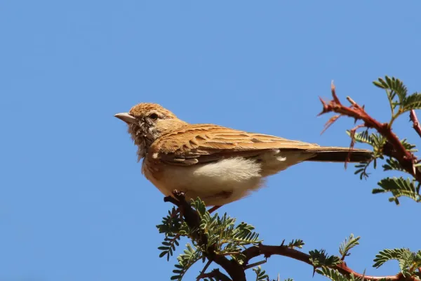 File:Fawn-coloured lark (Calendulauda africanoides).jpg
