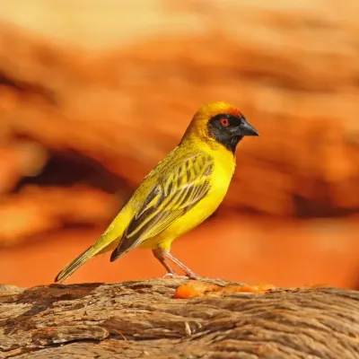 File:Southern masked weaver (Ploceus velatus) male.jpg